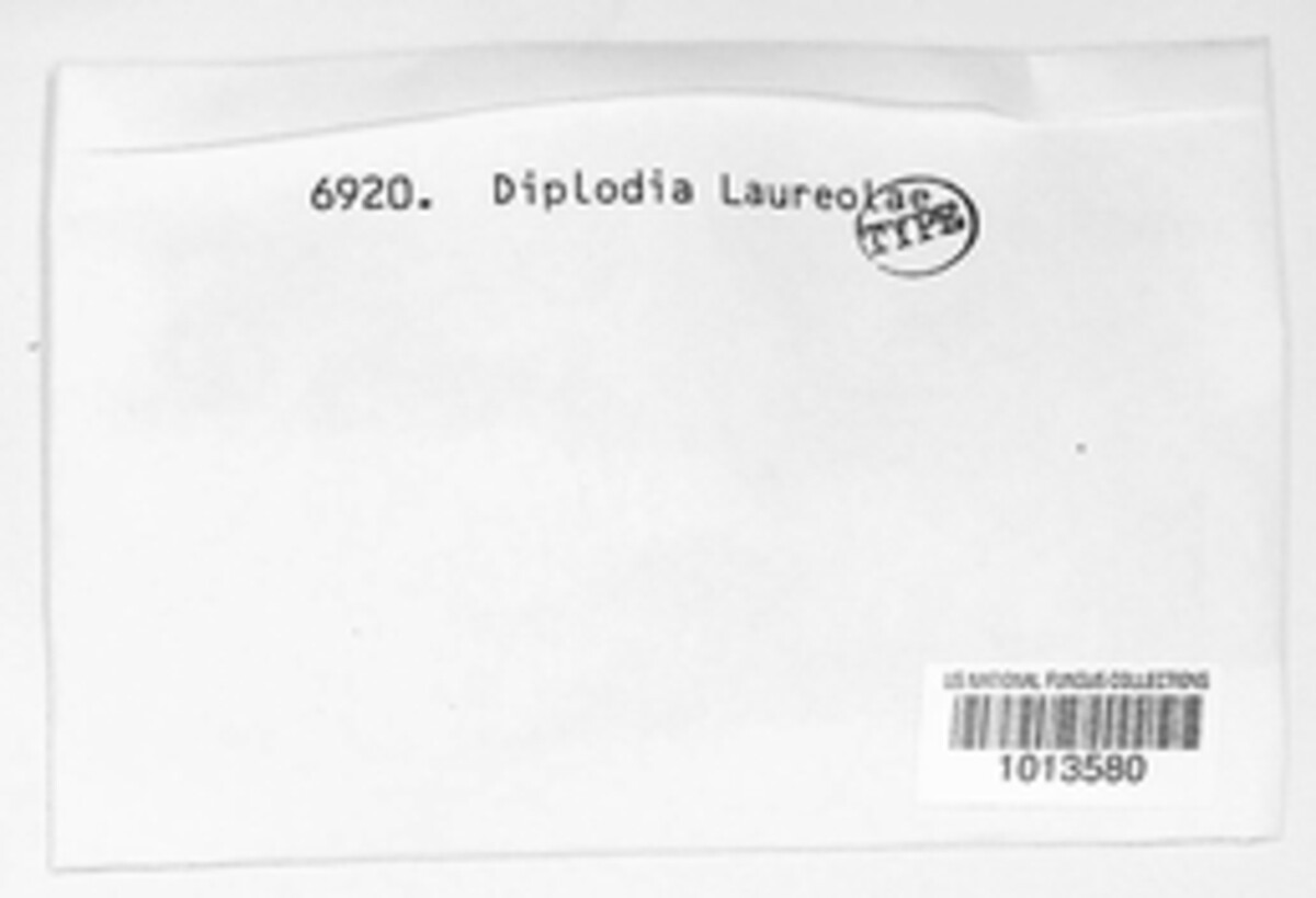 Diplodia laureolae image